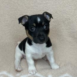 Petunia - White and black female Teddy Roosevelt Terrier puppy in Little Elm, Texas from Stone's Teddy Roosevelt Terrier's & French Bulldogs