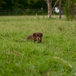 Kacey - Red tri-color male Australian Shepherd puppy in Dunn, North Carolina from The Dogs of Working Aussies Homestead