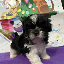 Girl 1 - Black and white female Shih Tzu puppy in Tampa, Florida from Patricia's Adorable Shih Tzu