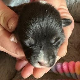 Little girl - Black and tan female Pembroke Welsh Corgi puppy in Riverside, California from Four Aces Corgis