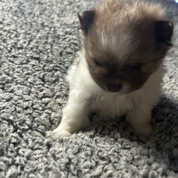 Akeen - Chocolate parti male Pomeranian puppy in Silver Springs, Florida from Gigi’s Pocket Poms