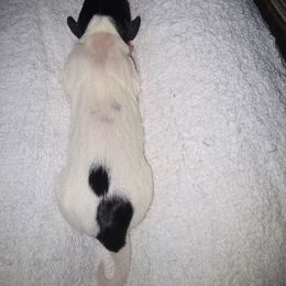 Snowy - Piebald female Dachshund puppy in Oklahoma City, Oklahoma from Hamm Weenies  AKC (Dachshunds)