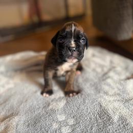 Boy 3 - Brindle male Boxer puppy in Prestonsburg, Kentucky from Bre’s Boxers
