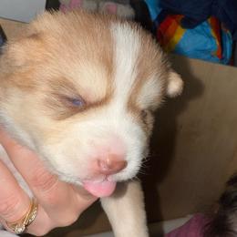 Chevy - Red and white male Pomsky puppy in Greenfield, Minnesota from SRF Pomskies