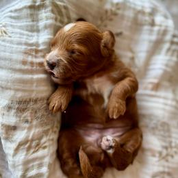 Purple girl - Red  female Goldendoodle puppy in Rio Linda, California from Plush Doodles