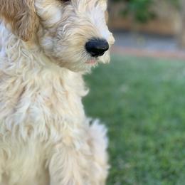 Goldendoodle Puppies from Aloha Sunset Doodles