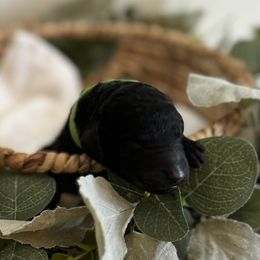 Snow - Black female Goldendoodle puppy in Fairmount, Georgia from Muscadine Meadows Farm