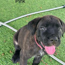 Pink Collar - Chestnut brindle female Cane Corso puppy in Homestead, Florida from Sabal Palm Cane Corso