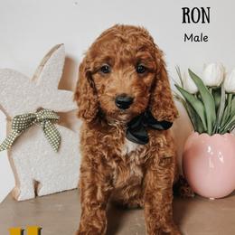 Ron - Red  male Goldendoodle puppy in Hilton, New York from The House of Goldendoodle