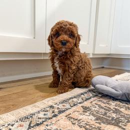 Little girl 2 - Red female Cockapoo puppy in Beresford, South Dakota from DAKOTA DOOD RANCH