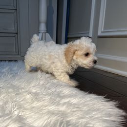 Poodle Puppies from Pawsome Poodles
