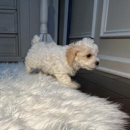 Poodle Puppies from Pawsome Poodles