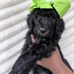 Green Collar Girl - Black female Goldendoodle puppy in Knoxville, Tennessee from Niya’s Doodles
