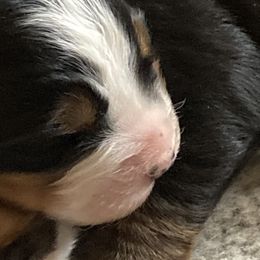 "One week old " Bernese Mountain Dog Puppies from Coolbear Bernese Mountain Dogs