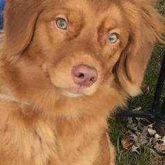 Nova Scotia Duck Tolling Retrievers from Symphony Kennel