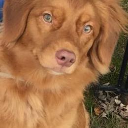 Nova Scotia Duck Tolling Retrievers from Symphony Kennel