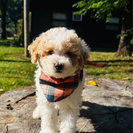 Crimson - Parti male Goldendoodle puppy in Kingfisher, Oklahoma from Perdue Puppies