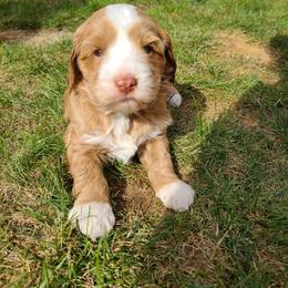 Bernedoodle and Double Doodle Puppies from Cloud Nine Doodles