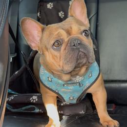 “Baby” Red Blue Fawn - French Bulldog