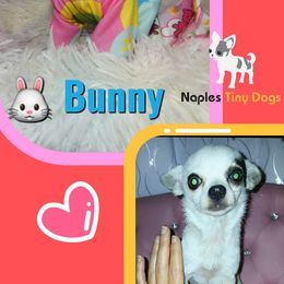 Bunny - Chihuahua