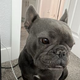 Zola - French Bulldog