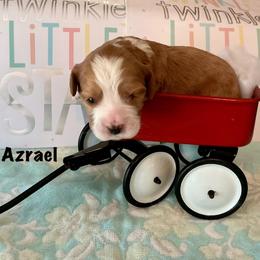 Azrael - Red and white male Cockapoo puppy in Indiana from MoonShine Babies