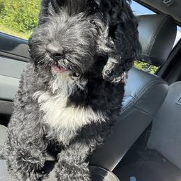 Portuguese Water Dog Puppies from Cornerstones Porties
