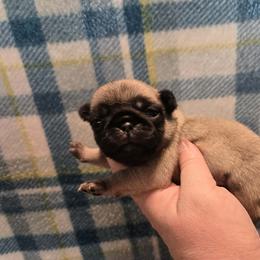 Toffee - Fawn female Pug puppy in Auburn, Kentucky from Prentice Family Pugs