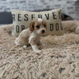 Butter - Blenheim male Cavapoo puppy in Mayo, Florida from Kingston’s Cavaliers