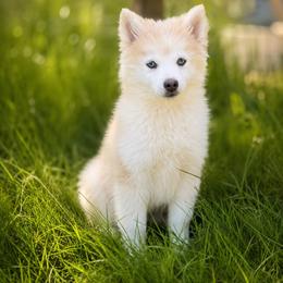 Willow - Merle female Pomsky puppy in Coos Bay, Oregon from Ocean View Pomskies