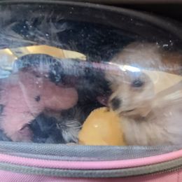 Aussiedoodle, Poodle, and Toy Australian Shepherd Puppies from Heartland Ranch