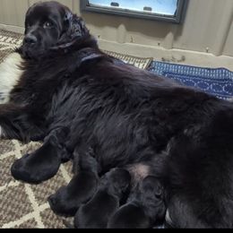 Black female 1 - Black female Newfoundland puppy in Burfordville, Missouri from Umfleet Farms