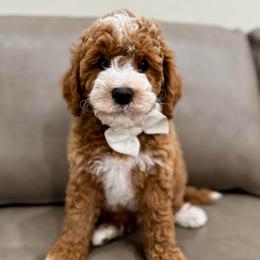 Basil boy - Red  male Goldendoodle puppy in Rio Linda, California from Plush Doodles