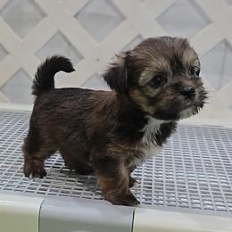 Coach - Black gold and white male Shorkie puppy in Aurora, Missouri from KnJ Precious Paws LLC