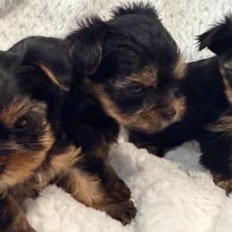 German Shepherds and Yorkshire Terriers from Von Kingsburg Shepherds