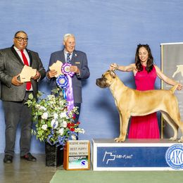CH Penelope - Cane Corso