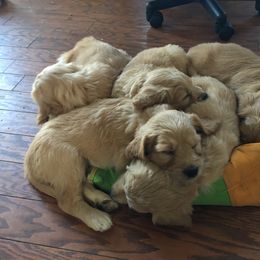 Goldendoodle Puppies from CharLia's Holistic English Cream Golden Retrievers & Doodles