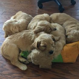 Goldendoodle Puppies from CharLia's Holistic English Cream Golden Retrievers & Doodles