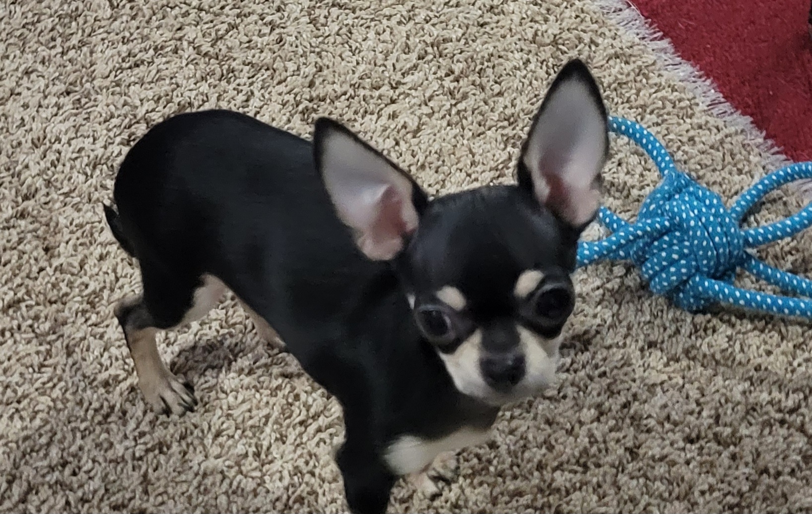 Chihuahua Puppies from Misty Morn Chihuahuas