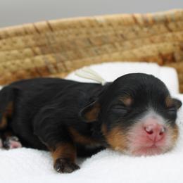 Girl 4 - female Bernedoodle puppy in Saratoga Springs, Utah from Saratoga Springs Doodles