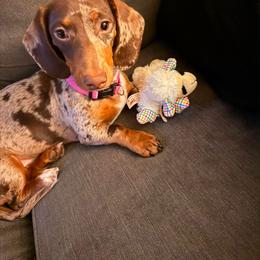 Charli - Dapple female Dachshund puppy in Mountain Home, Arkansas from Furry Friends Kennel
