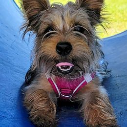 Maltese, Morkies, and Yorkshire Terriers from Fluff Town Puppies, LLC