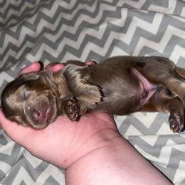 Elvis - Gray (blue) male Dachshund puppy in Gainesville, Florida from Mini Dots Mini Dachshunds