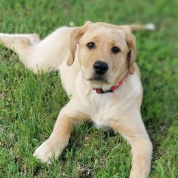 Labrador Retrievers from Sunset Labradors