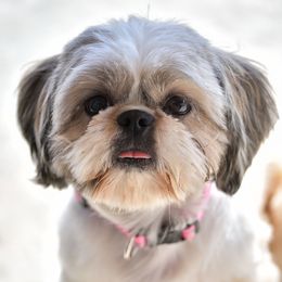 Rosy - Shih Tzu