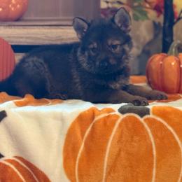 Lime green - Sable male German Shepherd puppy in Phenix City, Alabama from Black Rose Shepherds