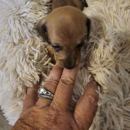 Jude - Red female Dachshund puppy in Strong, Arkansas from Dachshunds R Us
