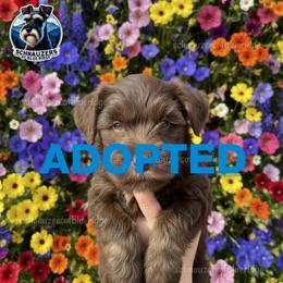 ADOPTED - Liver female Miniature Schnauzer puppy in Spruce Pine, North Carolina from Schnauzers of Blue Ridge