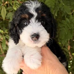 Red girl - Tri-color female Bernedoodle puppy in Gilbert, Arizona from Azteddybeardoodles