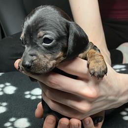 Pebbles (yellow collar) - Black and tan female Dachshund puppy in Saint Albans, Maine from Australian Cattle Cuties and littles